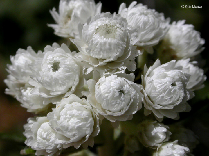 Image of Pearly Everlasting