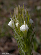 Image of hairy Indian paintbrush