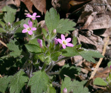 Image of variableleaf collomia