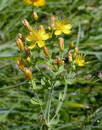 Image of Scouler's St. John's-Wort