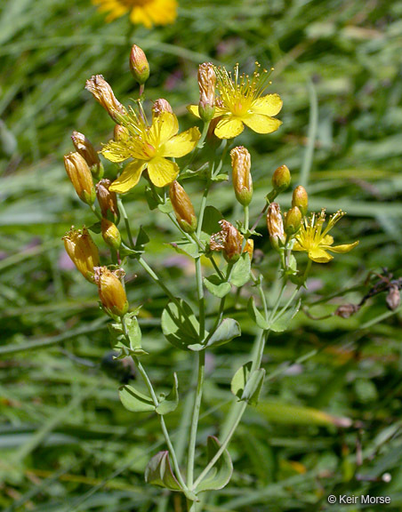 Image of Scouler's St. John's-Wort