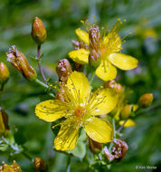 Image of Scouler's St. John's-Wort