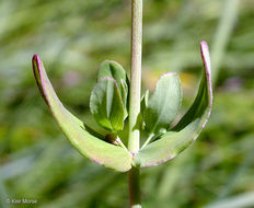 Image de Hypericum scouleri Hook.