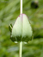 Image of Scouler's St. John's-Wort