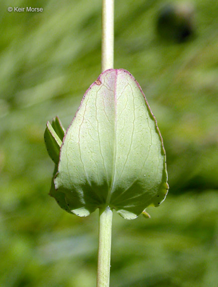 Image de Hypericum scouleri Hook.