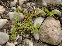 Image of marsh seedbox