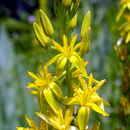 Image of California bog asphodel