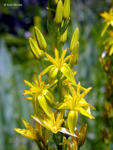 Image of California bog asphodel