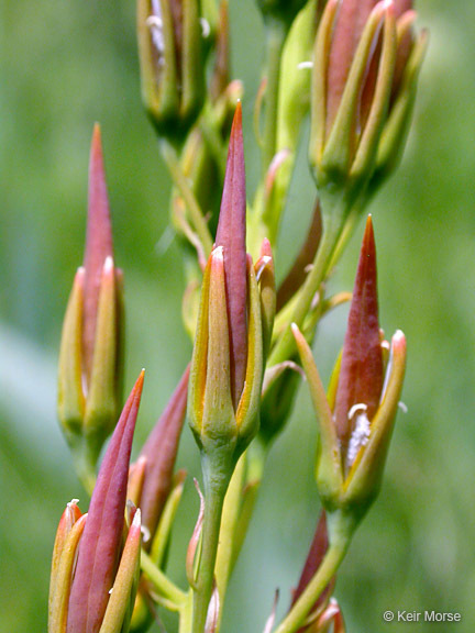 Image of California bog asphodel