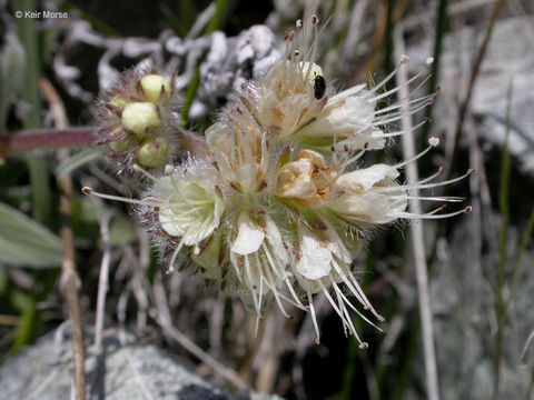 Image of compact phacelia