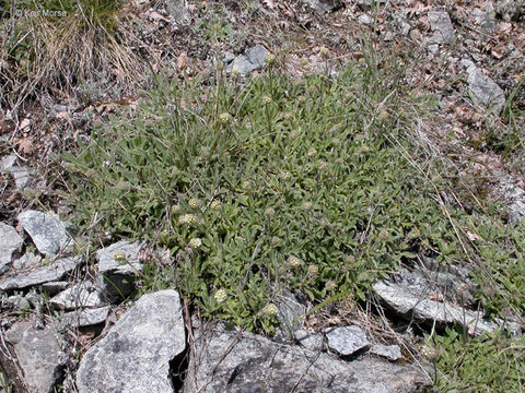 Image of compact phacelia