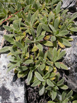 Image of compact phacelia