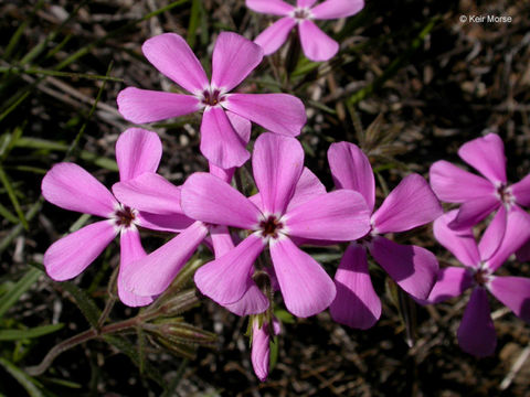 Image of showy phlox