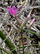 Image of showy phlox