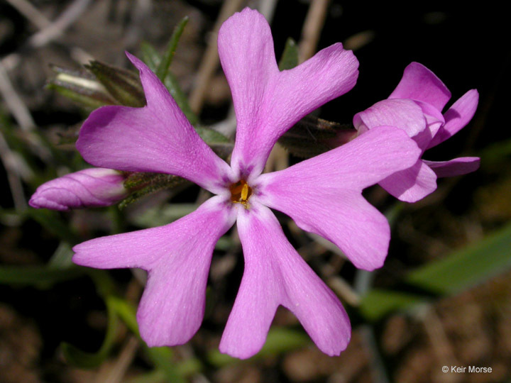 Image of showy phlox