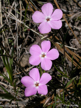 Image of showy phlox