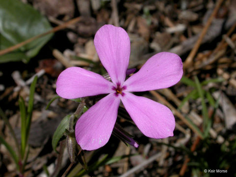 Image of showy phlox