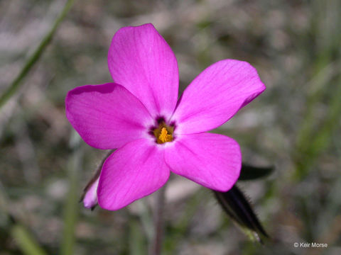 Image of showy phlox