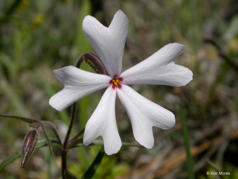 Image of showy phlox