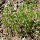 Image of milkwort knotweed
