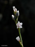 Image of Wiry Knotweed