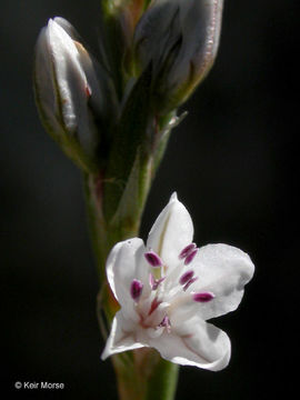 Image of Wiry Knotweed