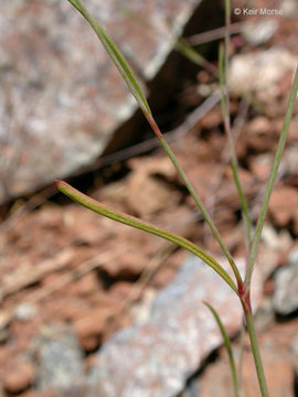 Image of Wiry Knotweed