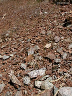 Image of Wiry Knotweed