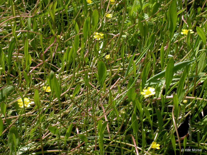 Image of Lesser Spearwort