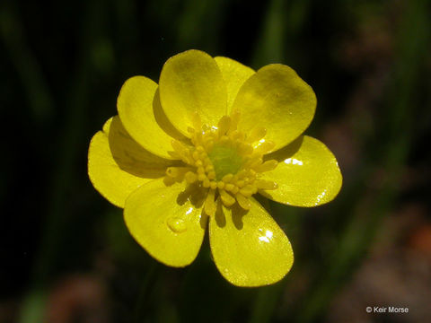 Imagem de Ranunculus flammula