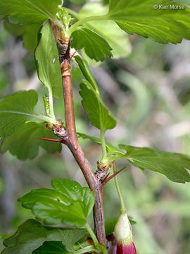 Image of <i>Ribes roezlii</i> var. <i>cruentum</i>