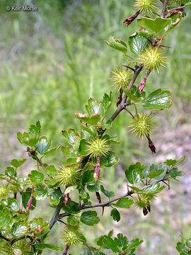 Imagem de <i>Ribes roezlii</i> var. <i>cruentum</i>