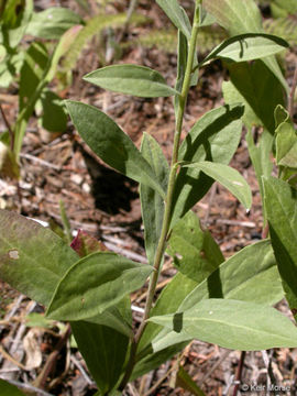 Image of California goldenrod