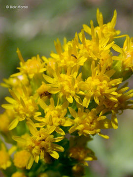 Image of California goldenrod