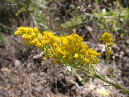 Image of California goldenrod