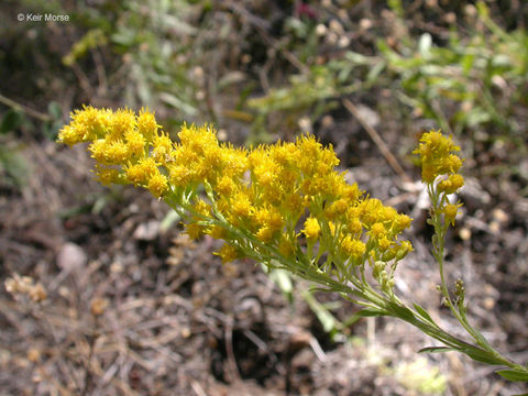 Image of California goldenrod