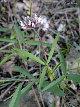 Image of longstalk clover