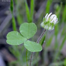 Image of thimble clover