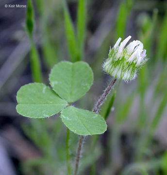 Trifolium microdon Hook. & Arn.的圖片