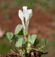 Plancia ëd Trifolium subterraneum L.