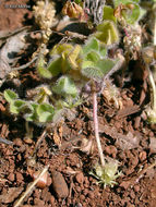 Image of subterranean clover