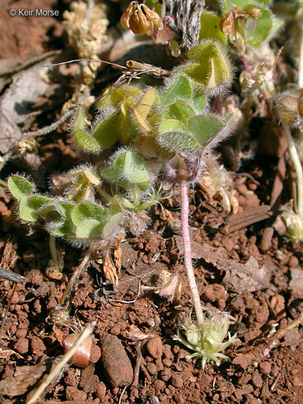 Image of subterranean clover