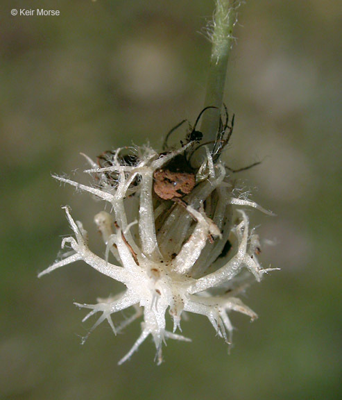 Image of subterranean clover