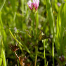 Trifolium variegatum var. variegatum resmi