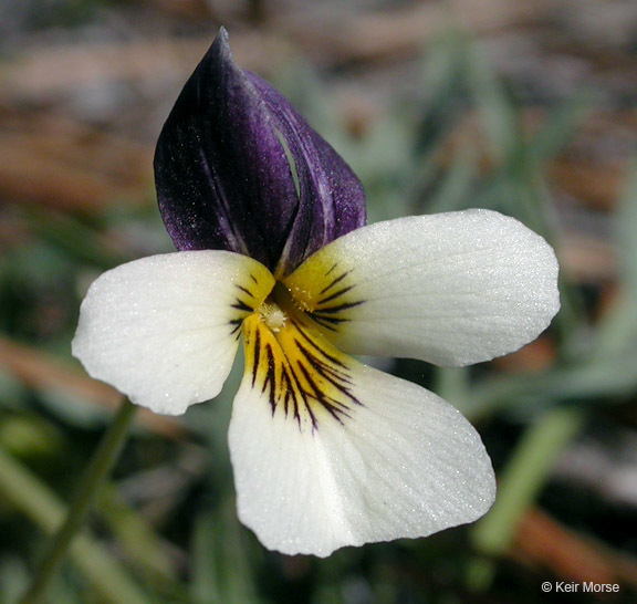 Image of Oregon violet