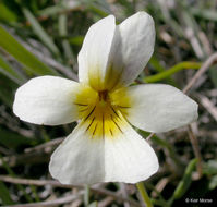 Image of Oregon violet