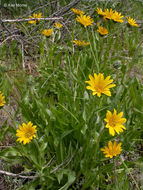 Wyethia angustifolia (DC.) Nutt. resmi