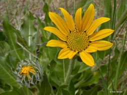 Wyethia angustifolia (DC.) Nutt. resmi