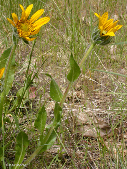 Wyethia angustifolia (DC.) Nutt. resmi