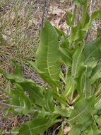 Wyethia angustifolia (DC.) Nutt. resmi